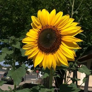 Meet your Posher, Scarlette